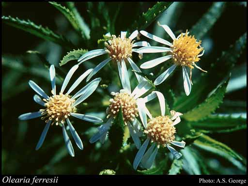Photograph of Olearia ferresii (F.Muell.) Benth.