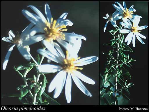 Photograph of Olearia pimeleoides (DC.) Benth.
