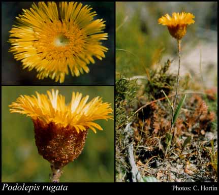 Photograph of Podolepis rugata Labill.