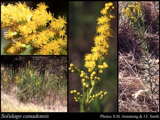 Photograph of Solidago canadensis L.