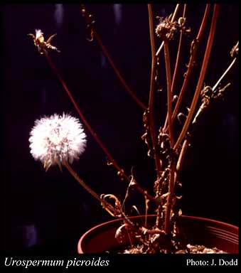 Photograph of Urospermum picroides (L.) F.W.Schmidt