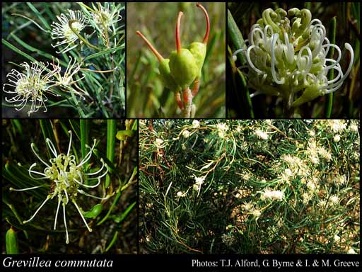 Photograph of Grevillea commutata F.Muell. Image