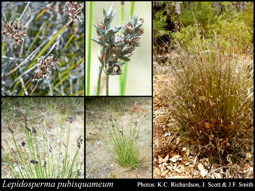 Photograph of Lepidosperma pubisquameum Steud.