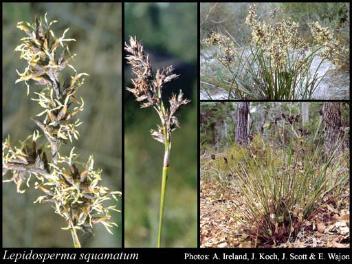 Photograph of Lepidosperma squamatum Labill.