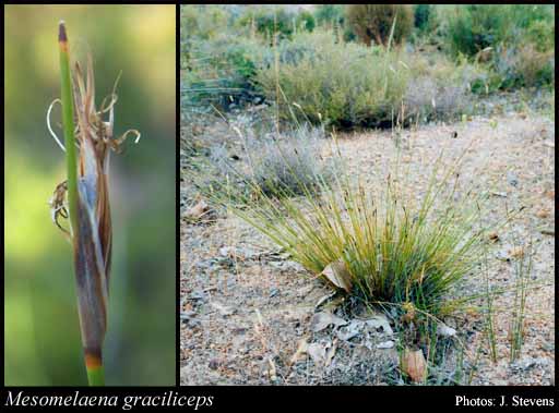 Photograph of Mesomelaena graciliceps (C.B.Clarke) K.L.Wilson